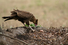 Caracara huppé